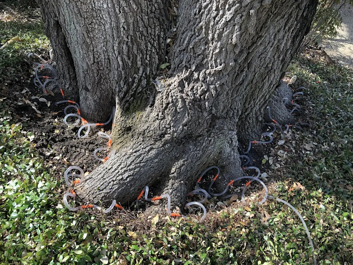 Detailed Tree Cabling and Bracing job site in Saint Louis