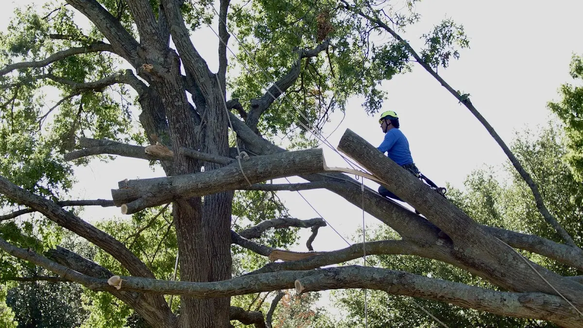 Professional Hazardous Tree Removal performed by certified arborists in Saint Louis