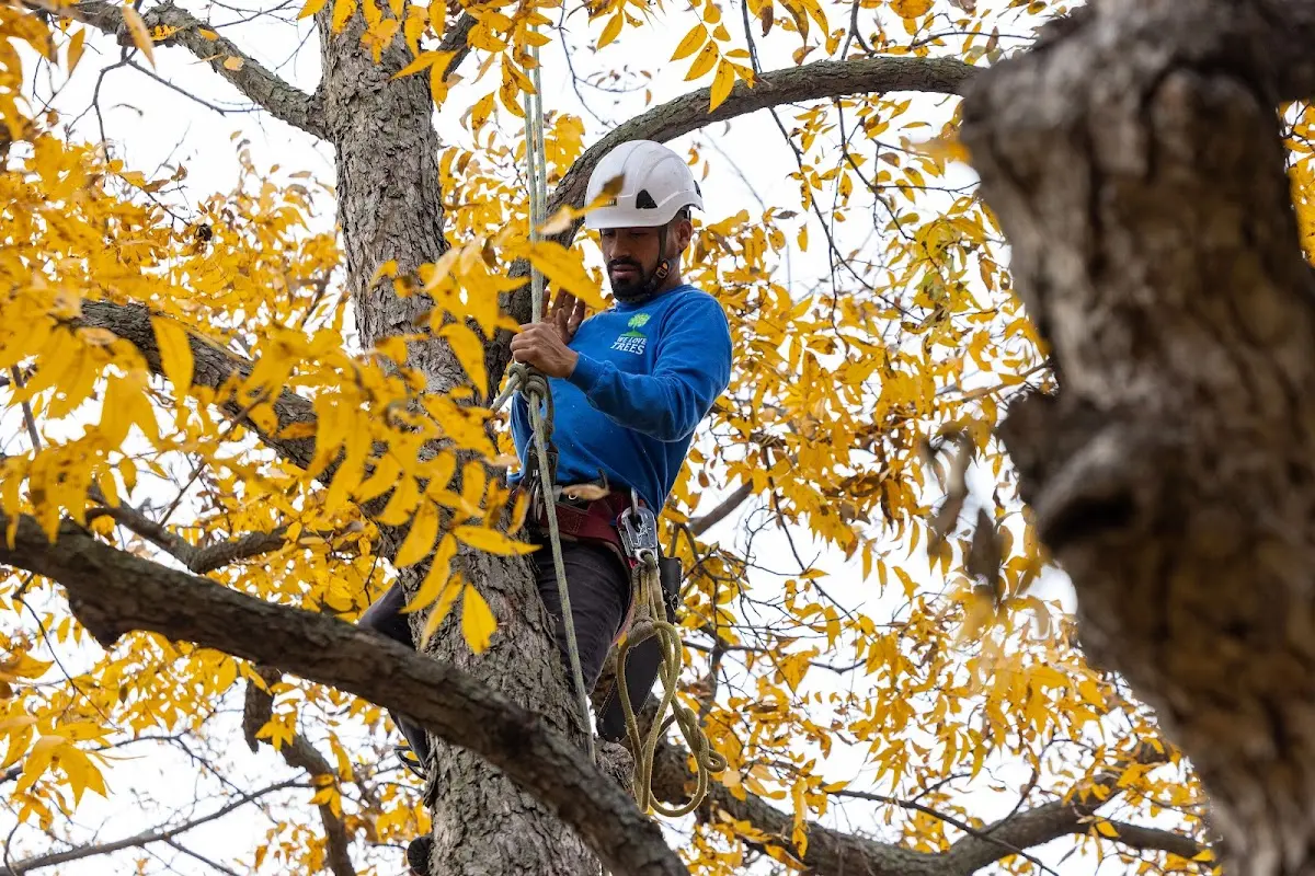 Skilled Tree Pruning crew working in Saint Louis